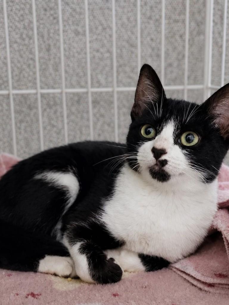 Frajolinha, gata de porte pequeno para adoção em Passo Fundo - RS — foto 2 de 2