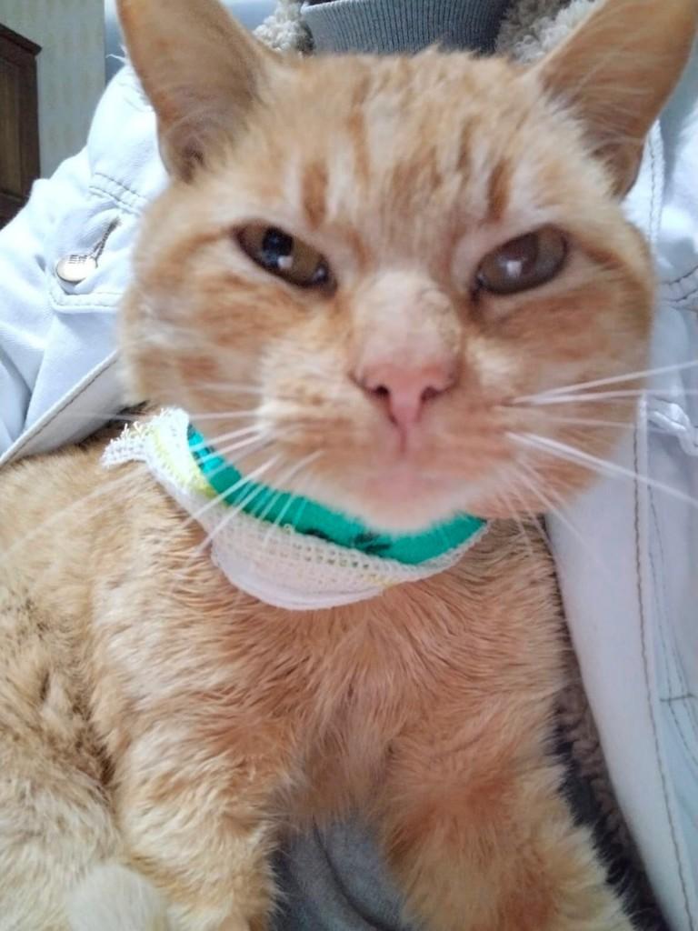 Bergamota, gato de porte médio para adoção em Passo Fundo - RS