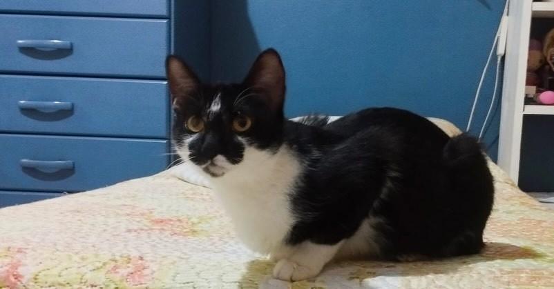 Frajolinha, gata de porte médio para adoção em Passo Fundo - RS