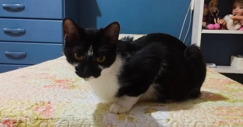 Frajolinha, gata de porte médio para adoção em Passo Fundo - RS — foto 2 de 2
