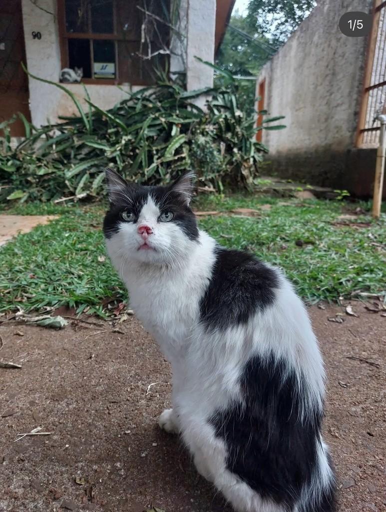 Narizinho, gata de porte pequeno para adoção em Passo Fundo - RS