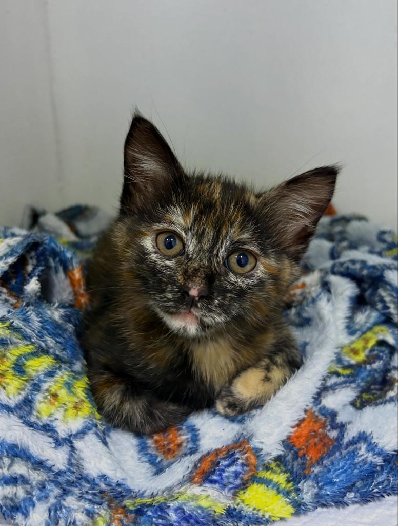 Escaminha, gata de porte pequeno para adoção em Passo Fundo - RS