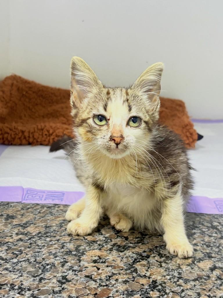Gurizinha, gato de porte pequeno para adoção em Passo Fundo - RS