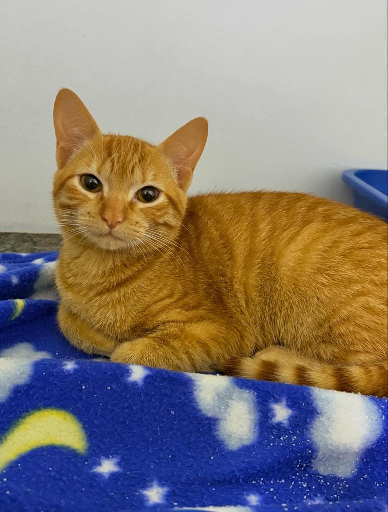 Loirinha, gato de porte pequeno para adoção em Passo Fundo - RS