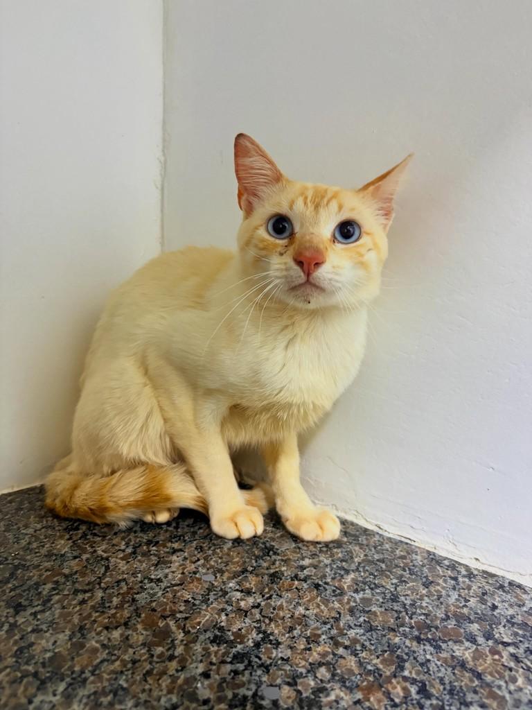 Nudezinho, gato de porte pequeno para adoção em Passo Fundo - RS