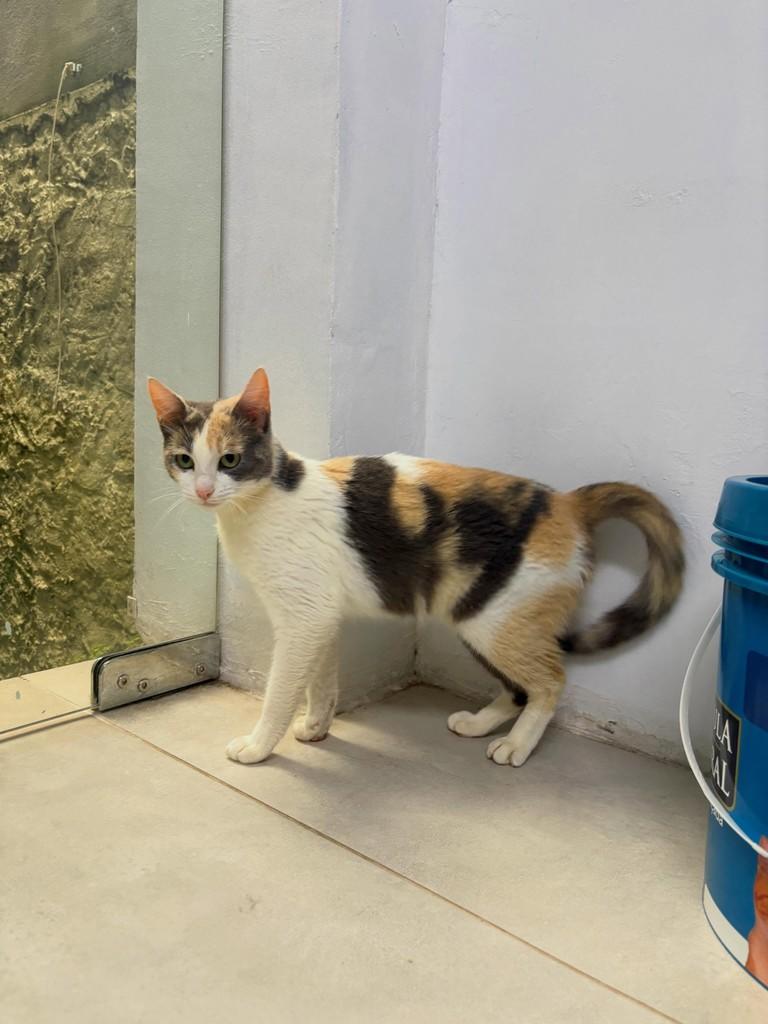 Tricolor, gato de porte médio para adoção em Passo Fundo - RS