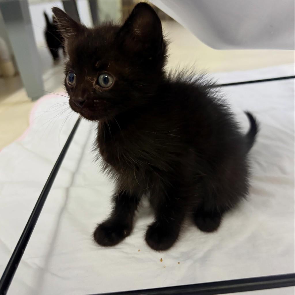 Panterinha, gato de porte pequeno para adoção em Passo Fundo - RS