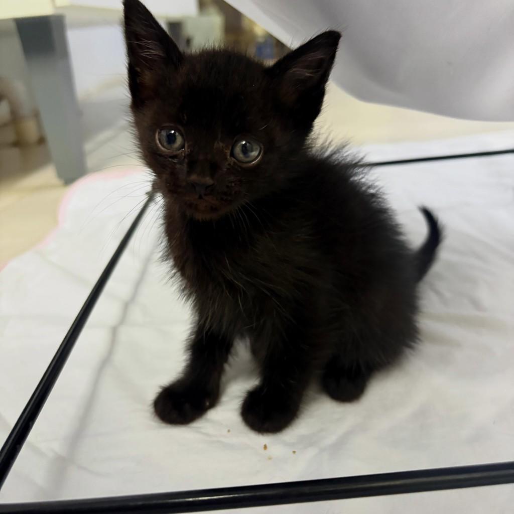 Panterinha, gato de porte pequeno para adoção em Passo Fundo - RS — foto 2 de 4