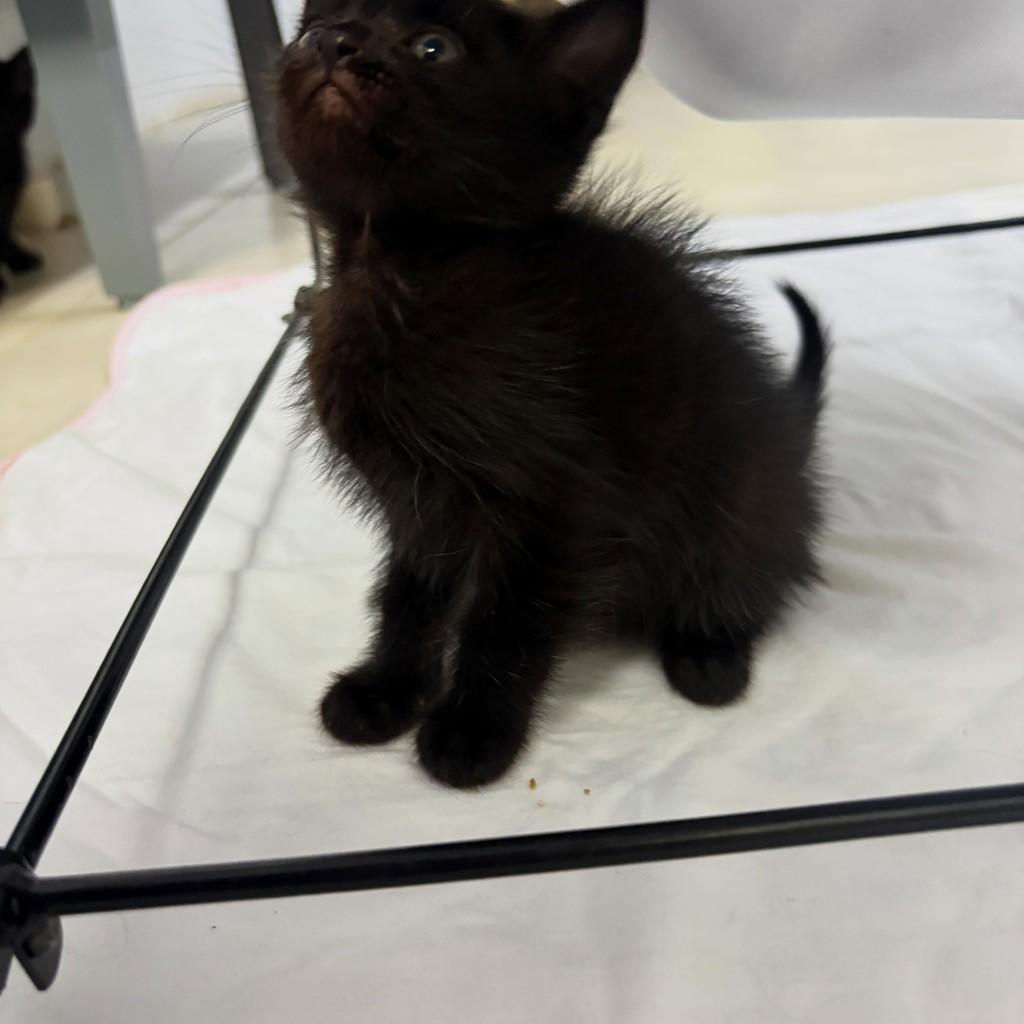 Panterinha, gato de porte pequeno para adoção em Passo Fundo - RS — foto 3 de 4