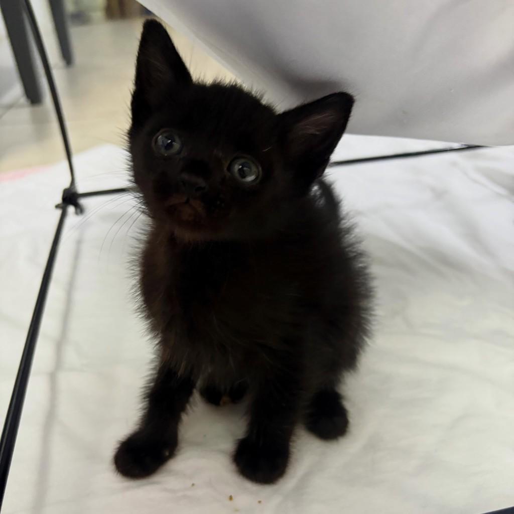 Panterinha, gato de porte pequeno para adoção em Passo Fundo - RS — foto 4 de 4