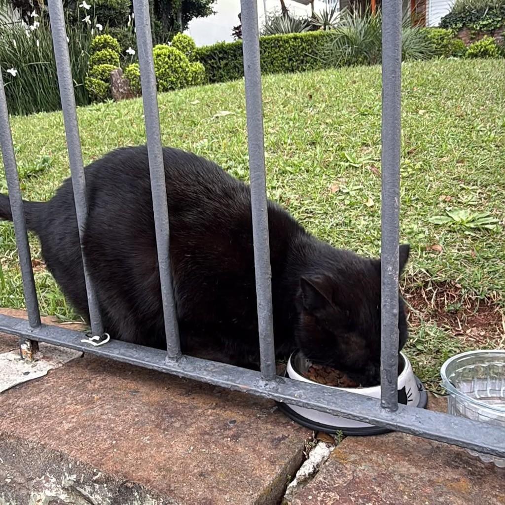 Panterinha, gato de porte médio para adoção em Passo Fundo - RS
