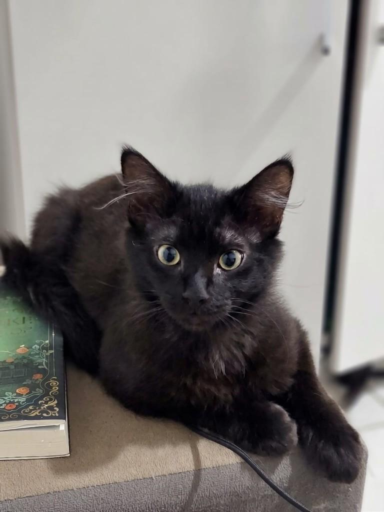 Panterinha, gato de porte pequeno para adoção em Passo Fundo - RS