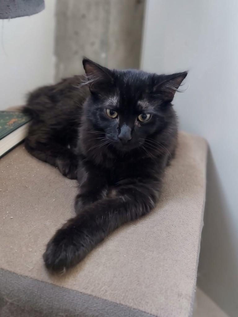 Panterinha, gato de porte pequeno para adoção em Passo Fundo - RS — foto 2 de 4