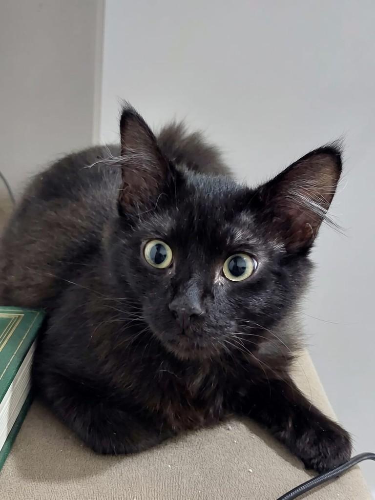 Panterinha, gato de porte pequeno para adoção em Passo Fundo - RS — foto 3 de 4