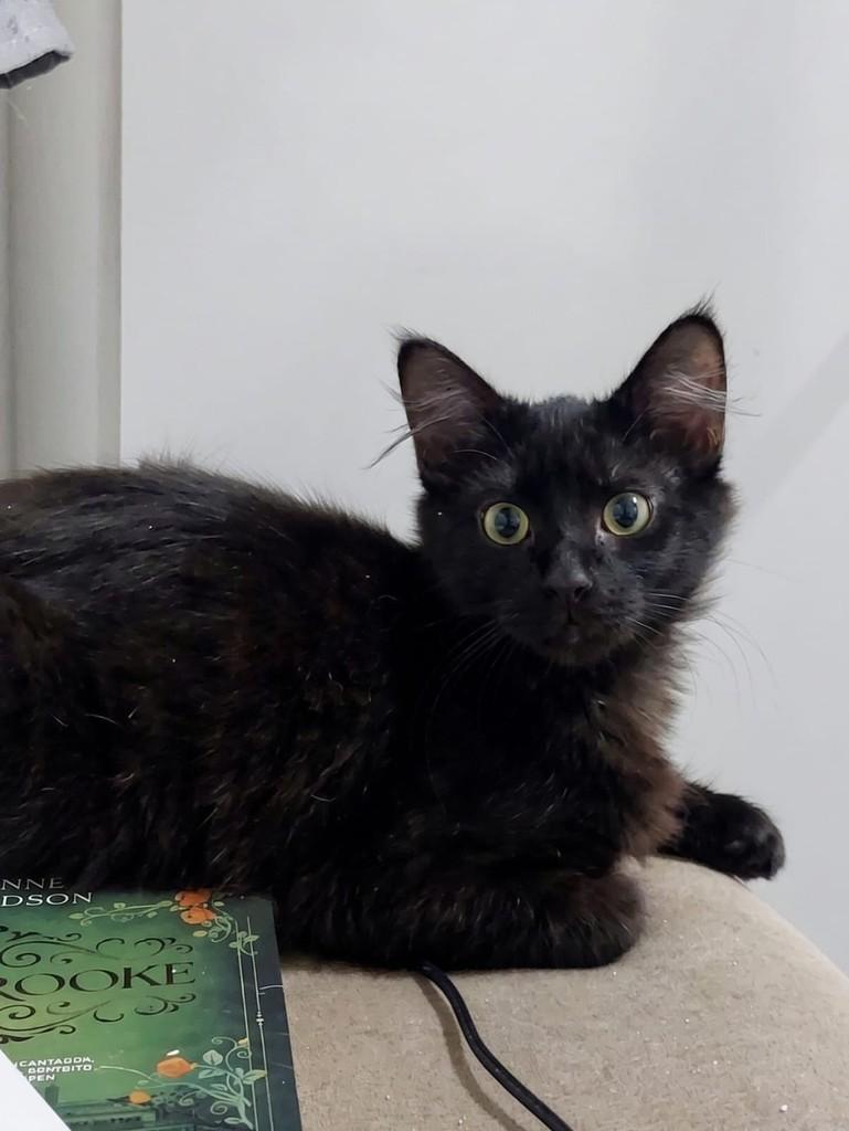 Panterinha, gato de porte pequeno para adoção em Passo Fundo - RS — foto 4 de 4