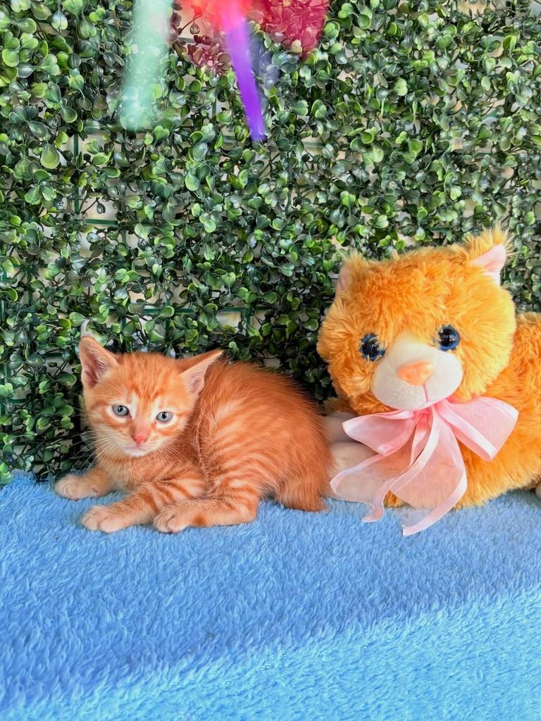 Loirinho, gata de porte médio para adoção em Passo Fundo - RS
