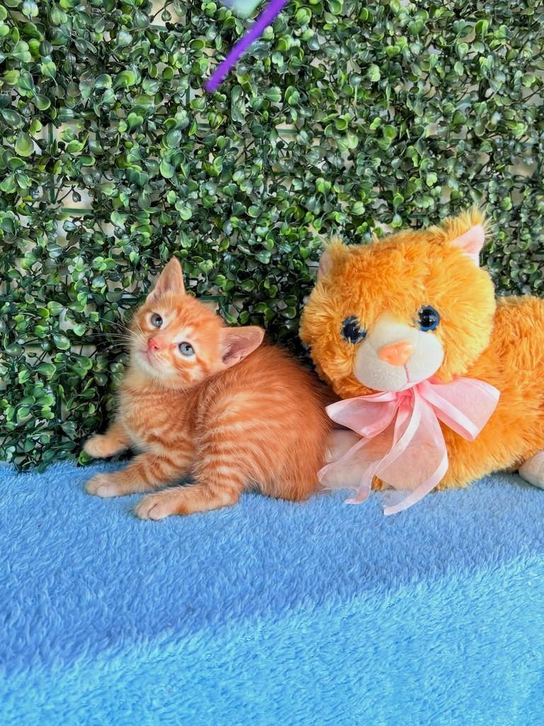 Loirinho, gata de porte médio para adoção em Passo Fundo - RS — foto 2 de 4