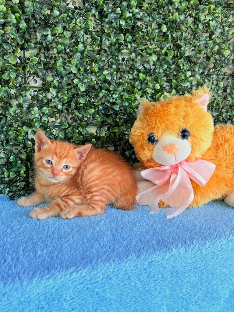 Loirinho, gata de porte médio para adoção em Passo Fundo - RS — foto 3 de 4