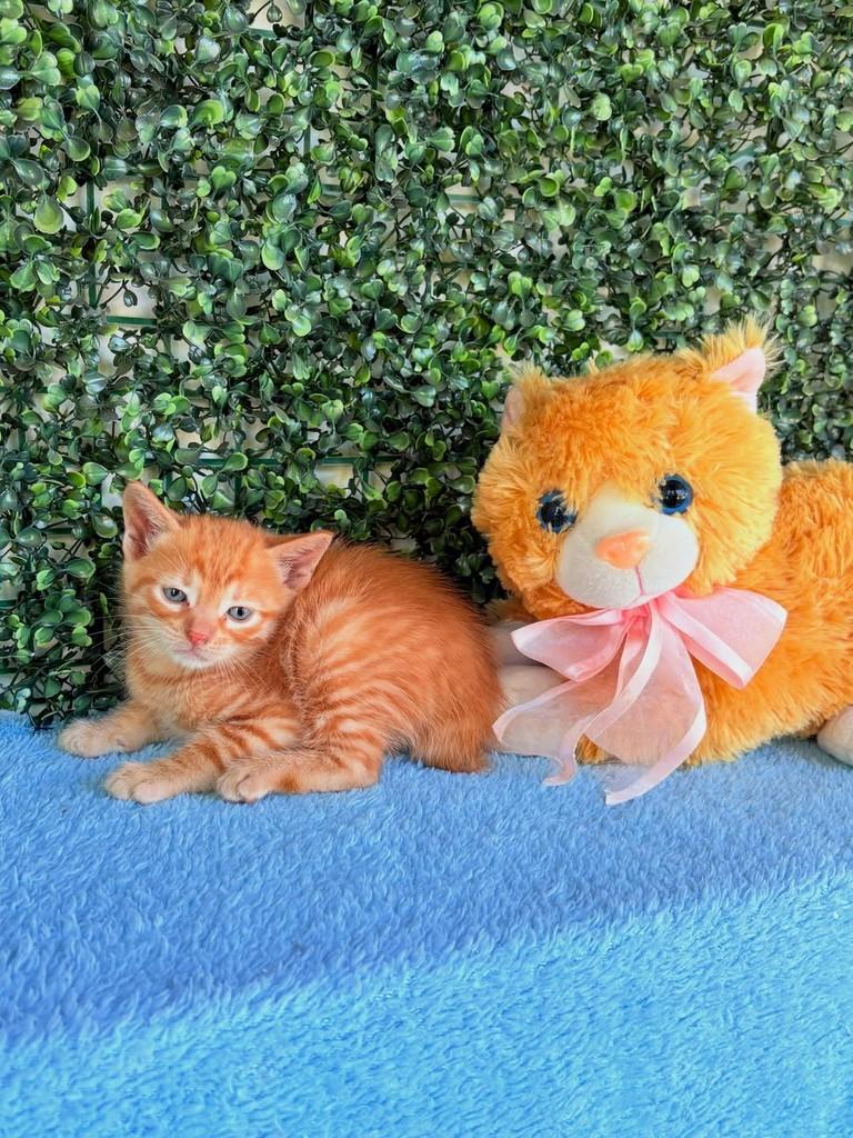 Loirinho, gata de porte médio para adoção em Passo Fundo - RS — foto 4 de 4