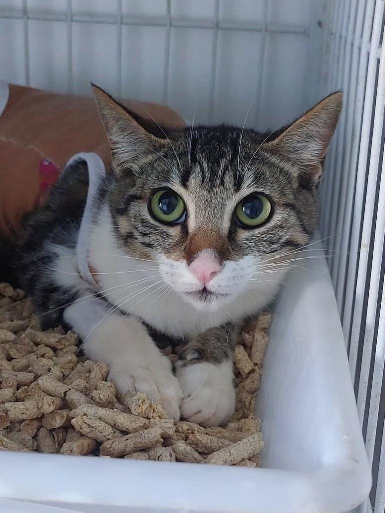 Tigrinha, gata de porte pequeno para adoção em Passo Fundo - RS