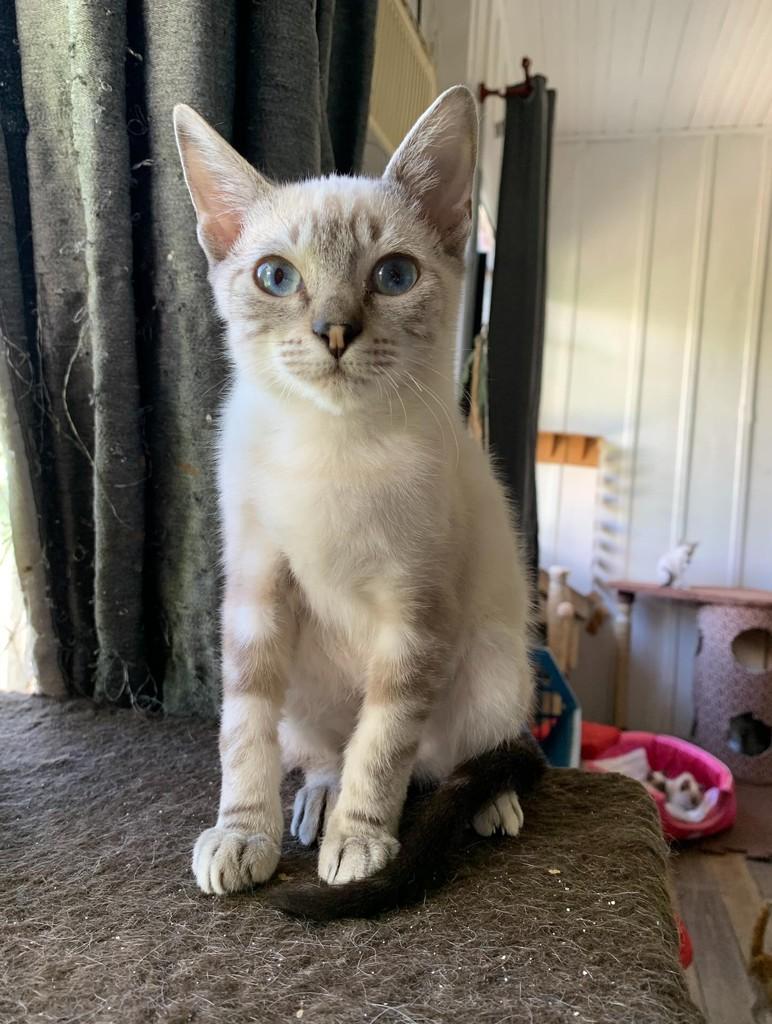 Arturzinho, gato de porte pequeno para adoção em Rio do Sul - SC