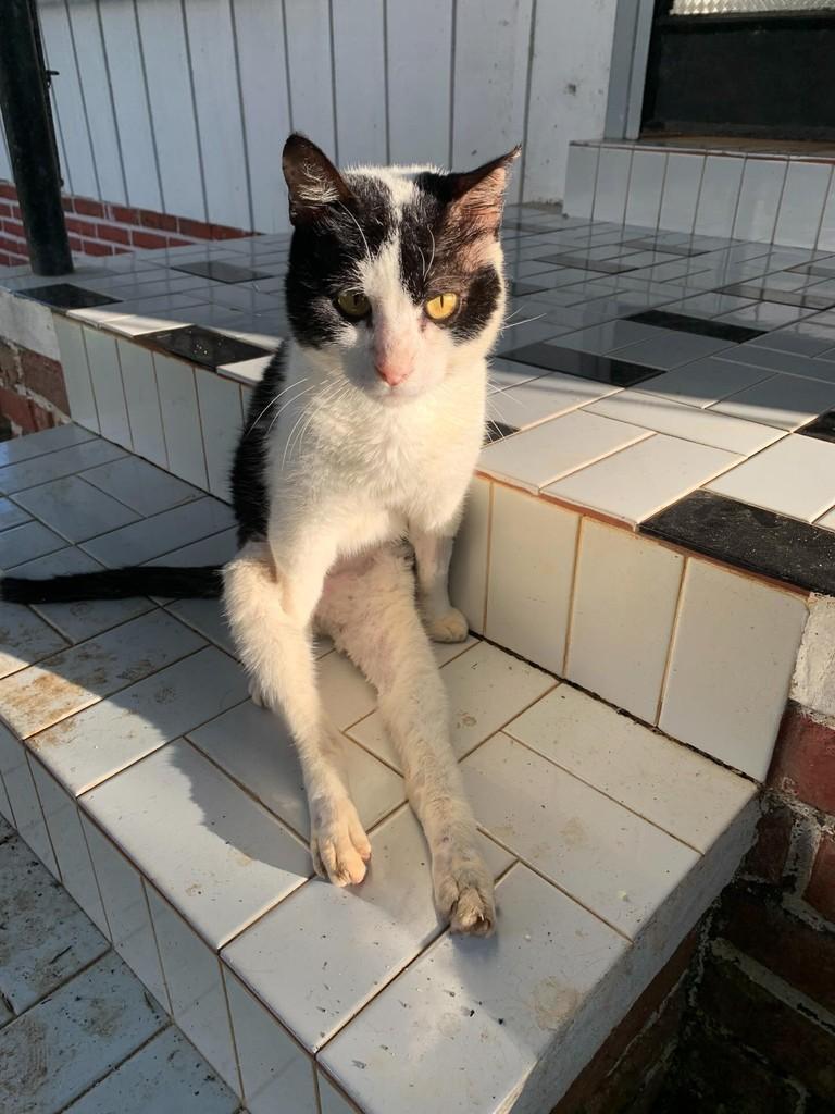 Rafinha, gato de porte médio para adoção em Rio do Sul - SC