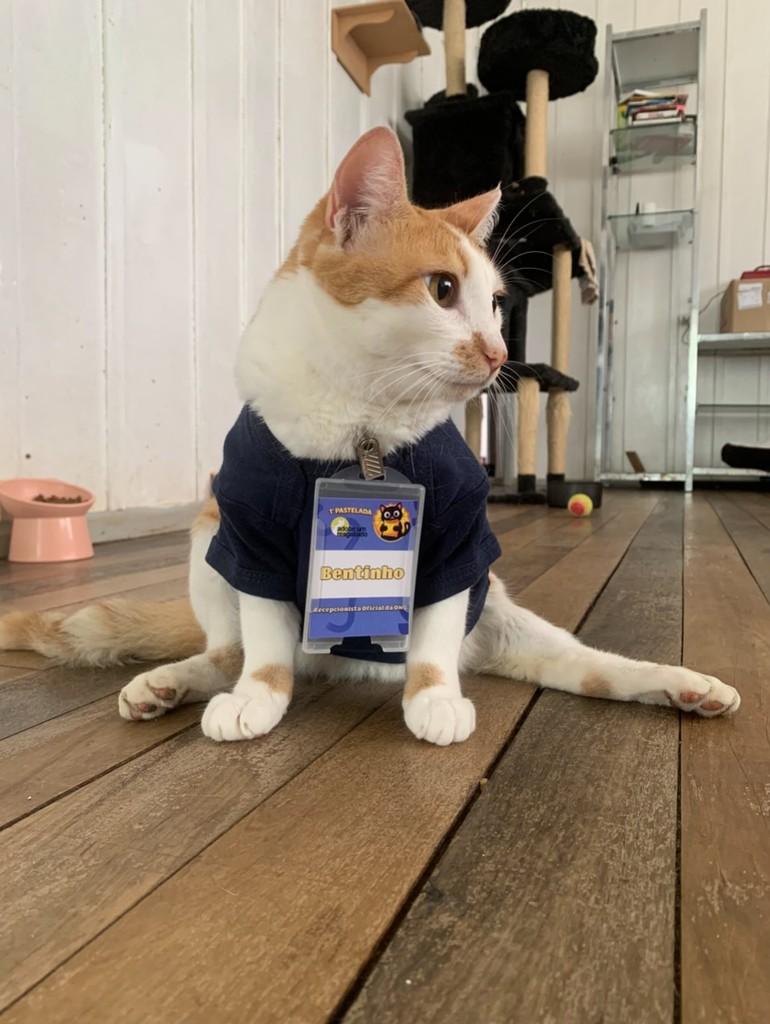 Bentinho, gato de porte pequeno para adoção em Rio do Sul - SC