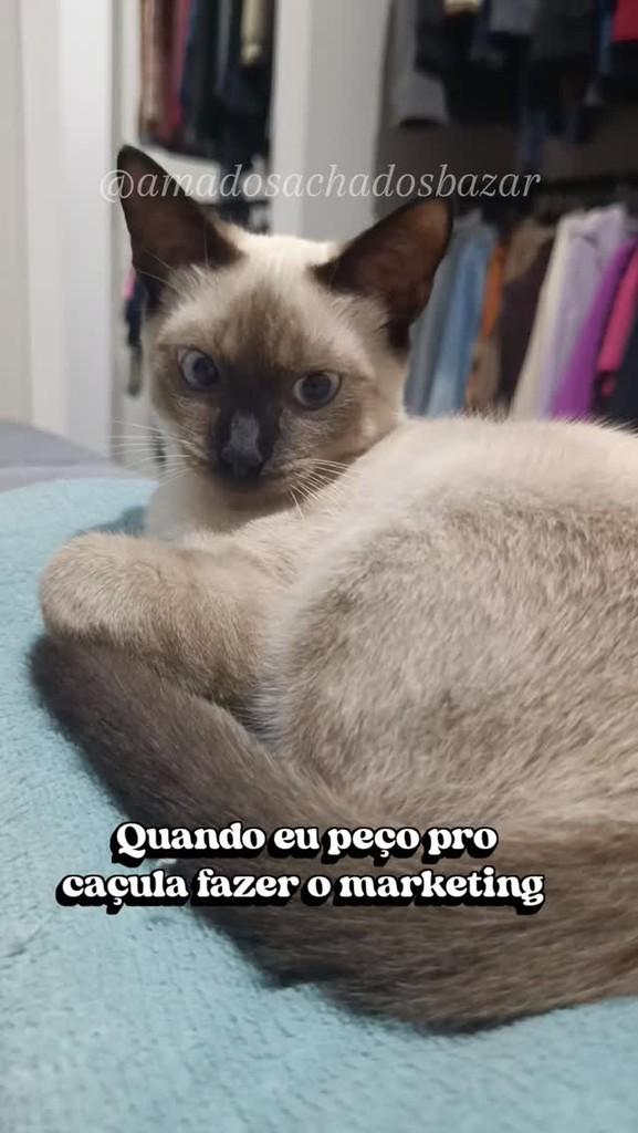 Muci, gato de porte pequeno para adoção em Rio do Sul - SC