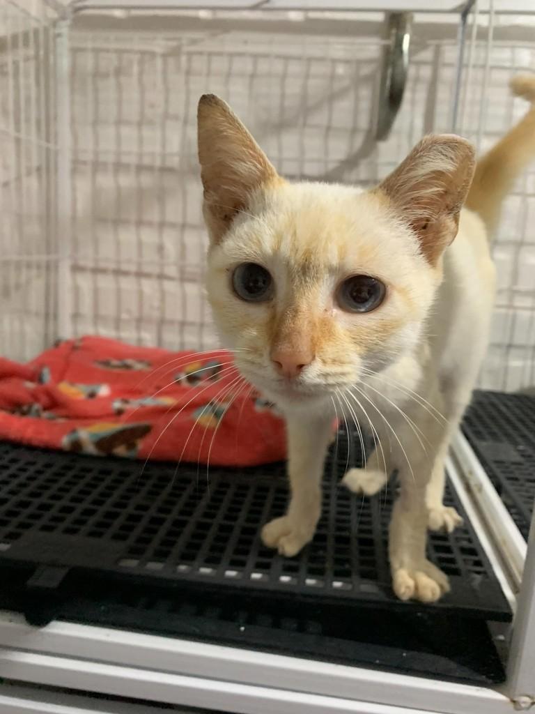 Julinha, gata de porte pequeno para adoção em Rio do Sul - SC