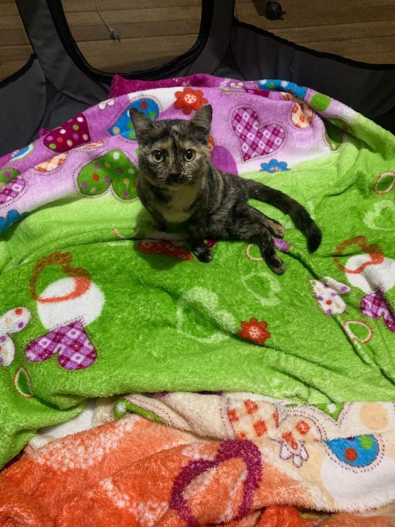 Manuzinha, gata de porte pequeno para adoção em Rio do Sul - SC