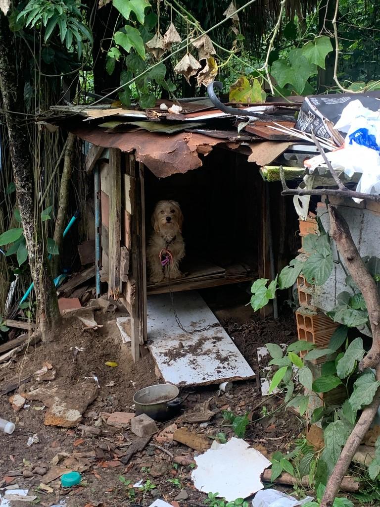 Ela, cadela de porte pequeno para adoção em Boa Vista - RR