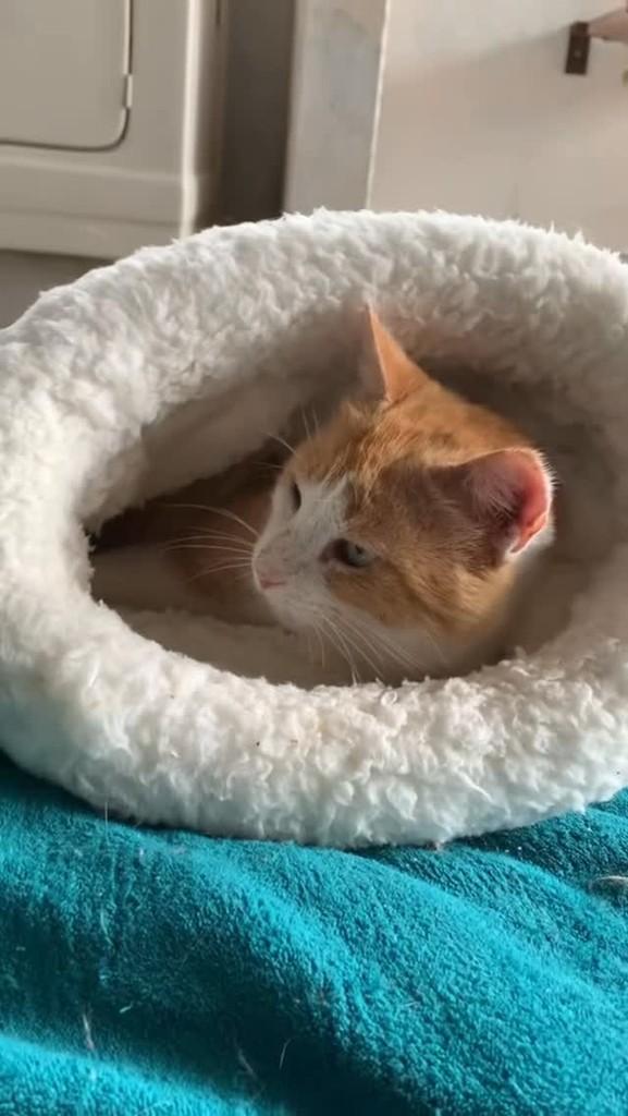 Perninha, gato de porte pequeno para adoção em Rio do Sul - SC