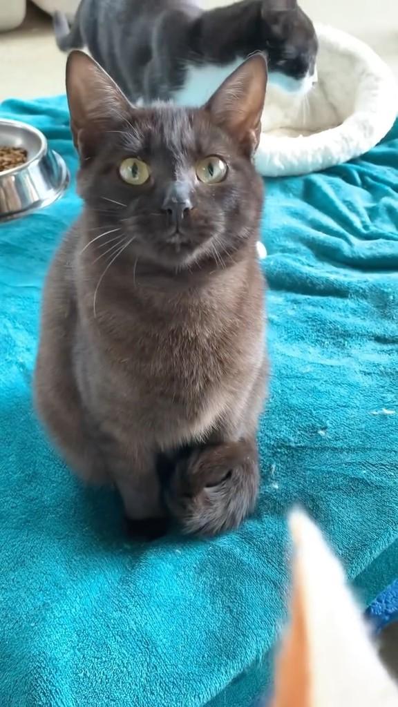 Sam, gato para adoção em Rio do Sul - SC