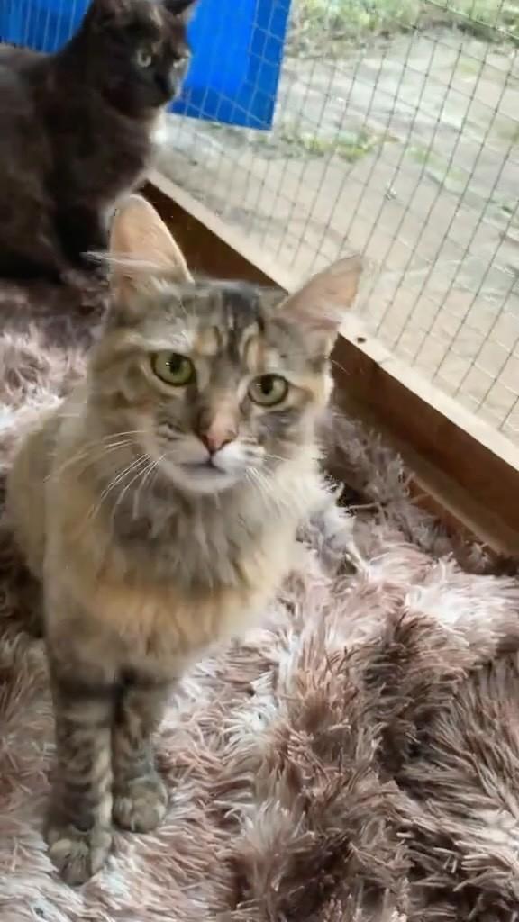 Bruninha, gata para adoção em Rio do Sul - SC