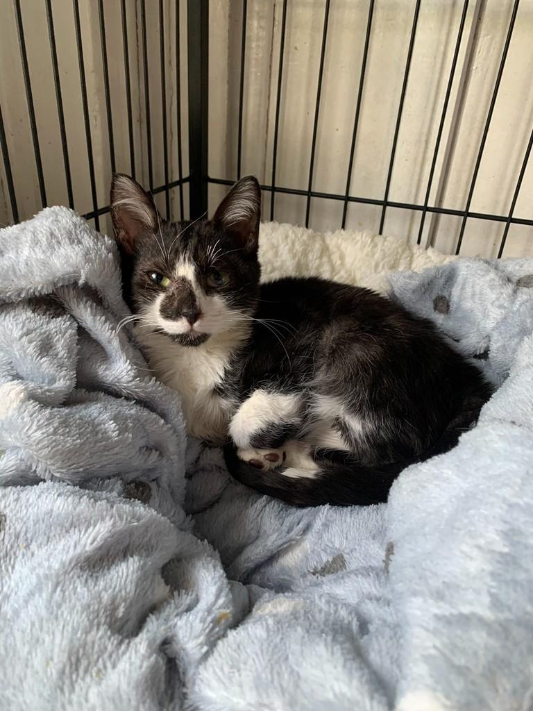 Frajolinha, gato de porte pequeno para adoção em Sumaré - SP