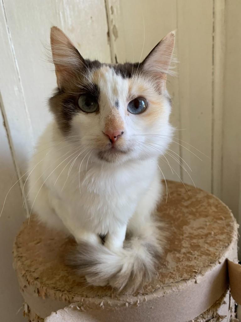 Madalena, gata de porte médio para adoção em Rio do Sul - SC
