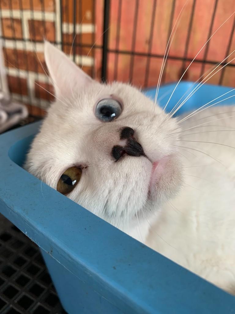 Raulzinho, gato de porte pequeno para adoção em Rio do Sul - SC