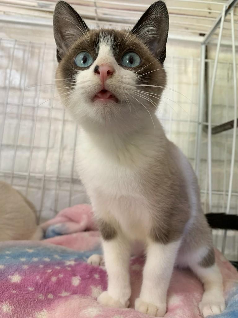 Mingal, gato de porte pequeno para adoção em Rio do Sul - SC