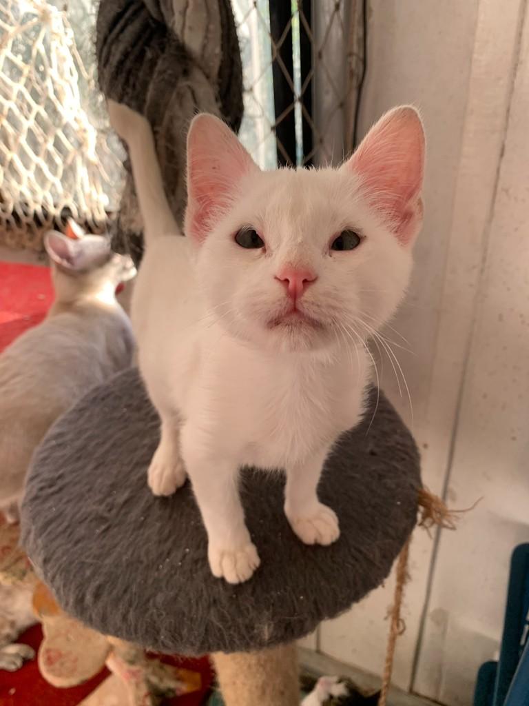 Plínio, gato de porte pequeno para adoção em Rio do Sul - SC