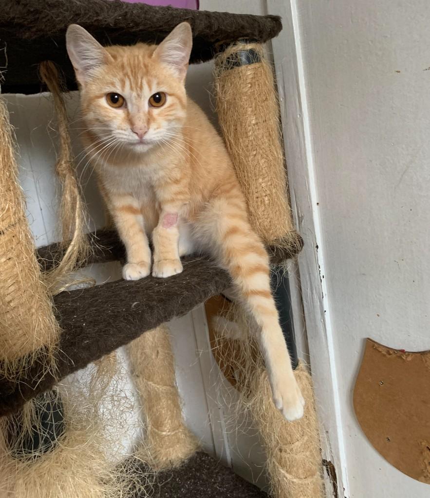Dagoberto, gato para adoção em Rio do Sul - SC