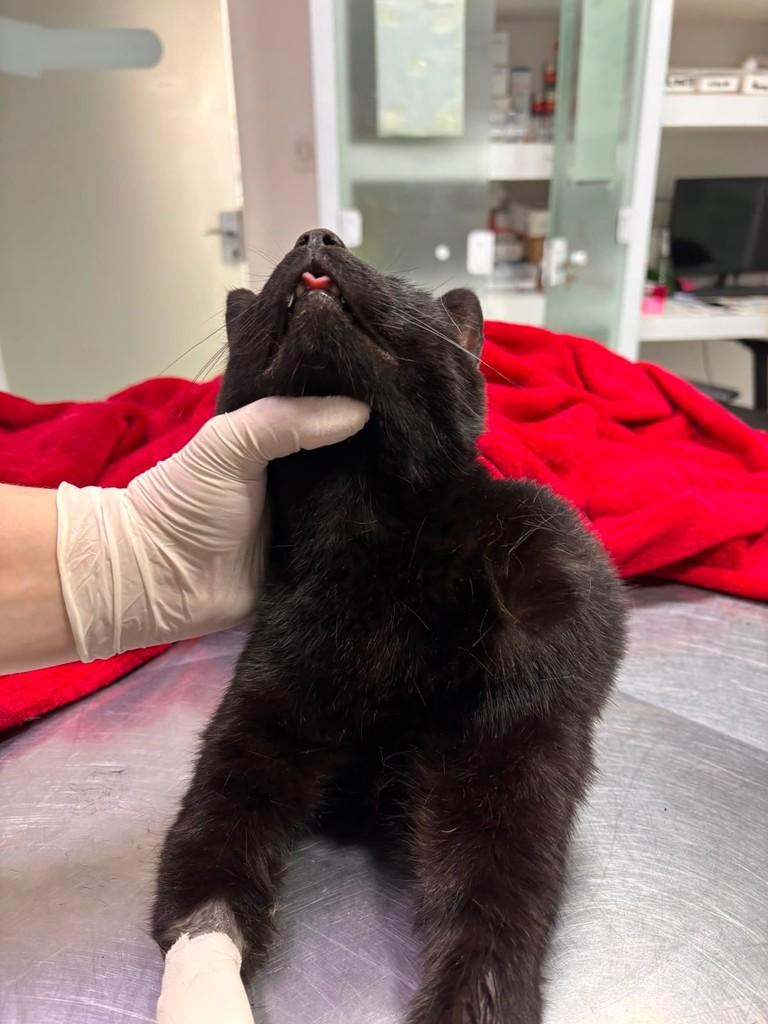 Salem, gato de porte pequeno para adoção em Rio do Sul - SC