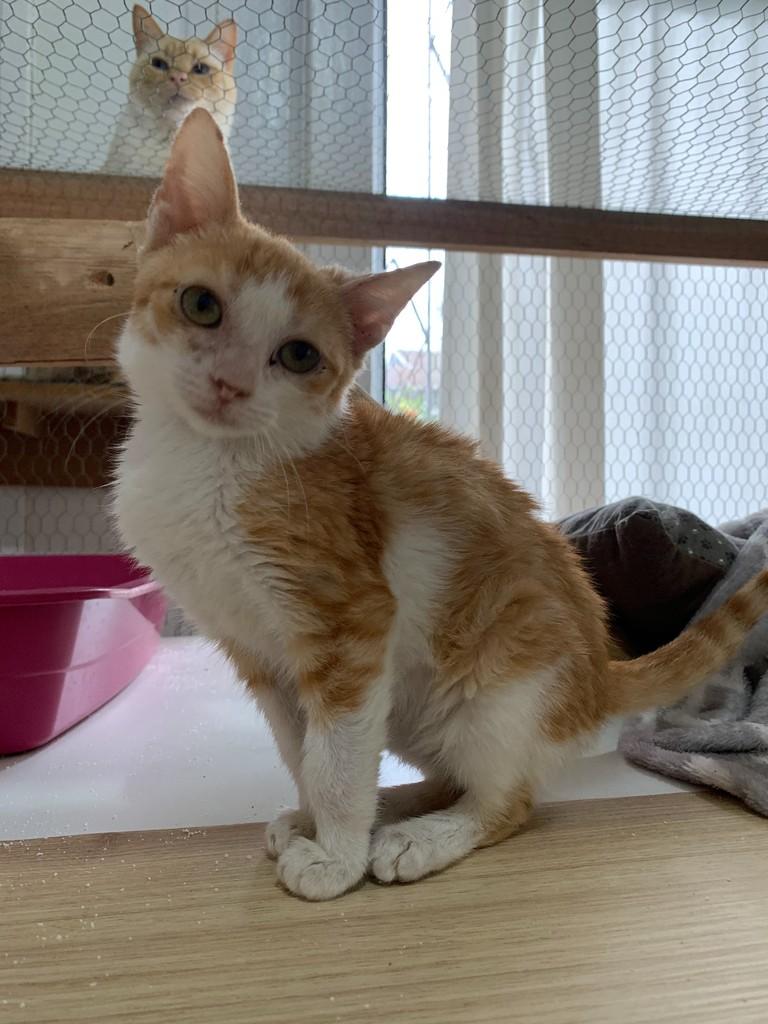 Judi, gata de porte pequeno para adoção em Rio do Sul - SC