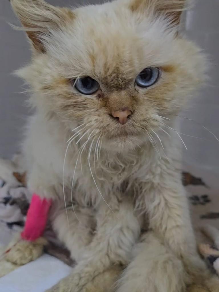 Léo, gato de porte pequeno para adoção em Rio do Sul - SC