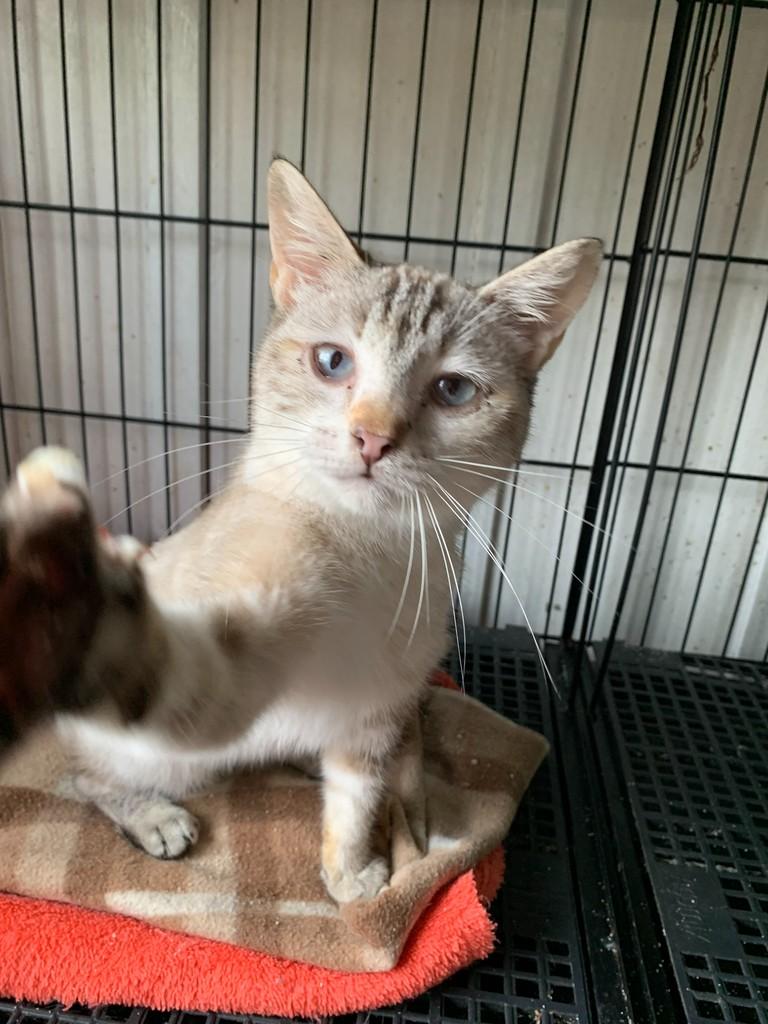 Nandinha, gata de porte pequeno para adoção em Rio do Sul - SC