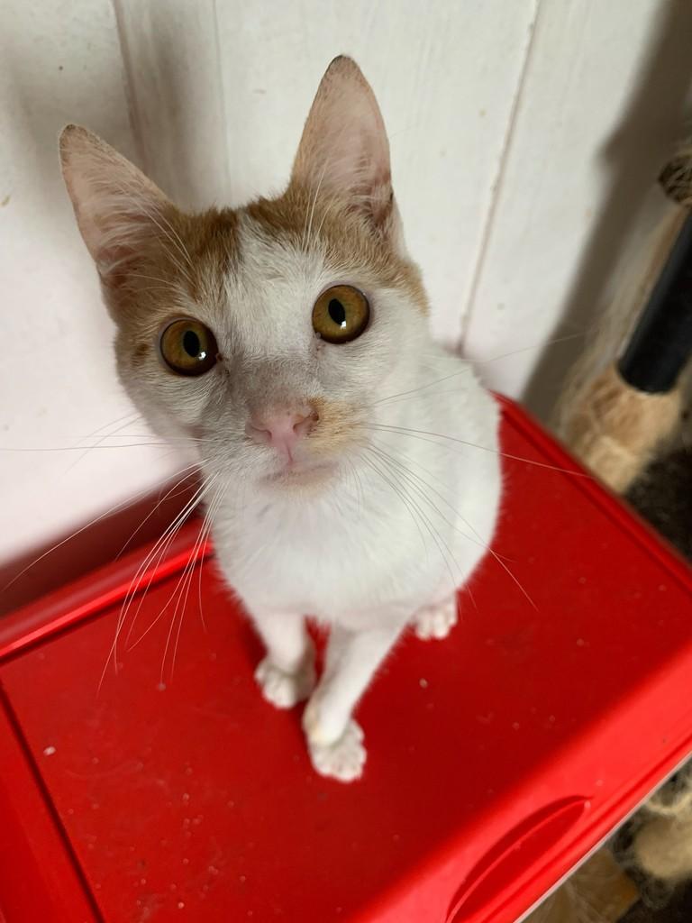 Tortuguita, gato de porte pequeno para adoção em Rio do Sul - SC