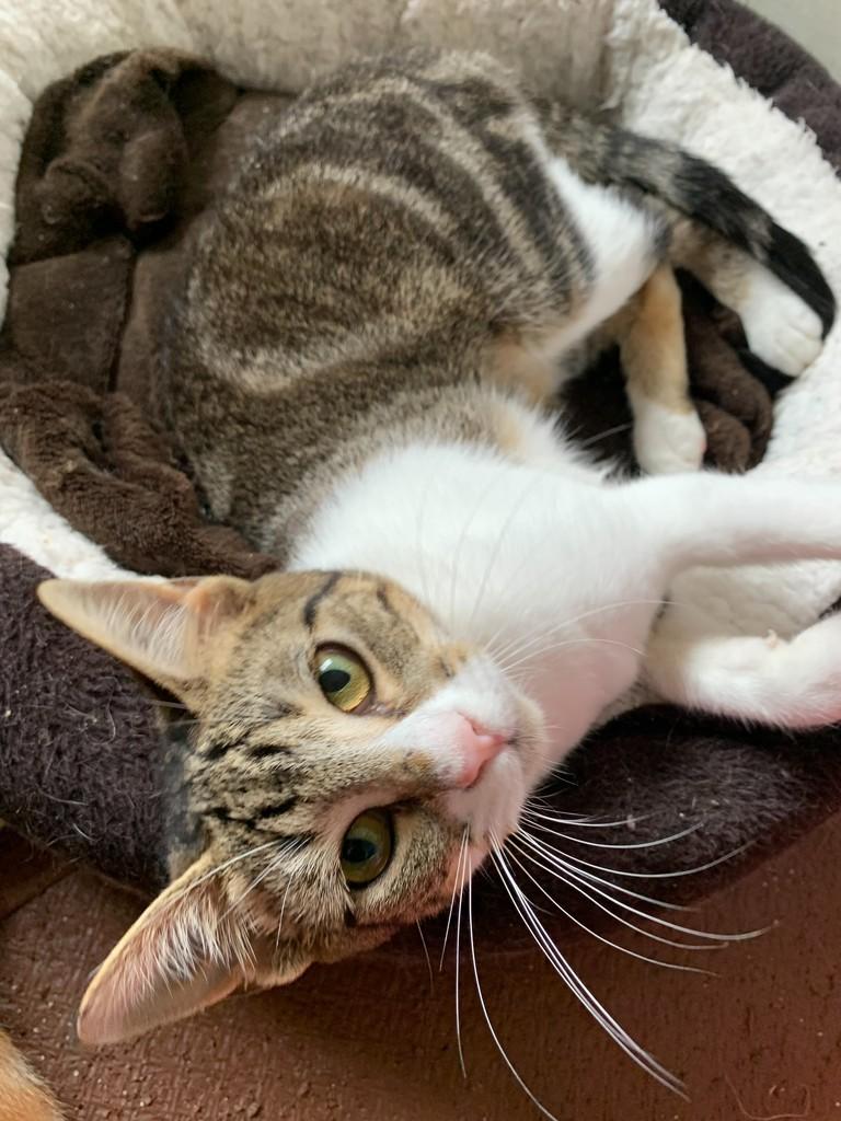 Lizzie, gata de porte pequeno para adoção em Rio do Sul - SC