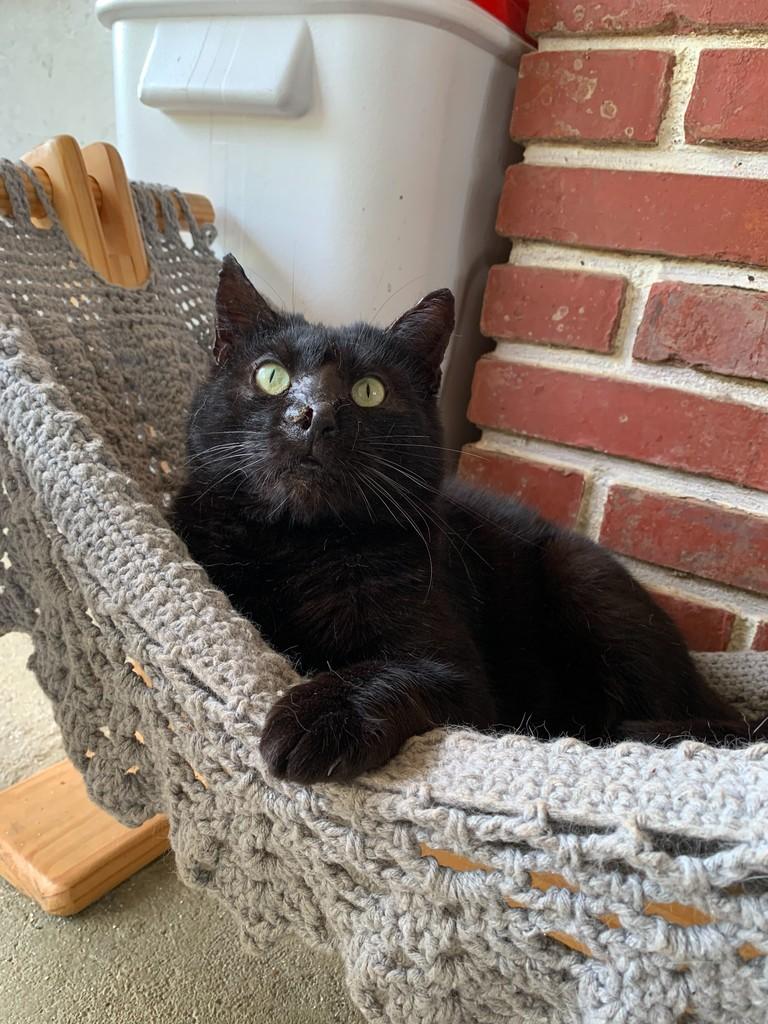 Chicão, gato de porte médio para adoção em Rio do Sul - SC