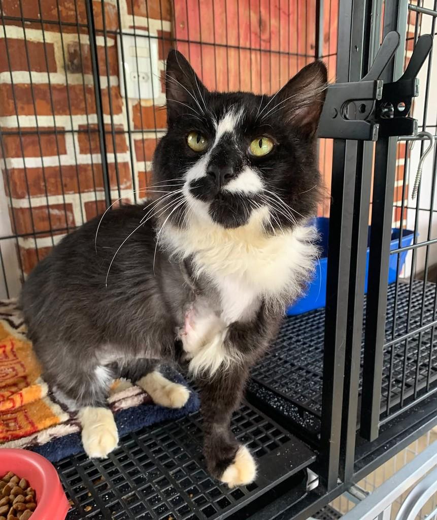 Cotoquinho, gato de porte médio para adoção em Rio do Sul - SC — foto 2 de 4