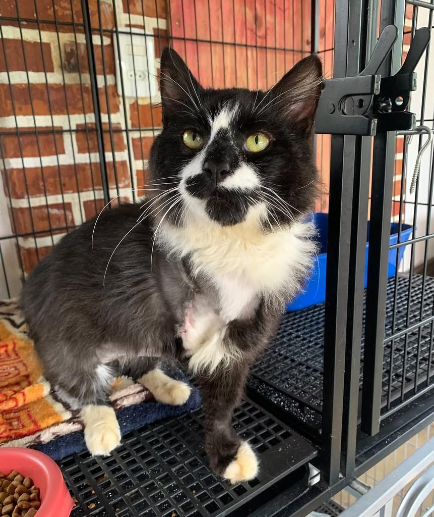 Cotoquinho, gato de porte médio para adoção em Rio do Sul - SC — foto 4 de 4