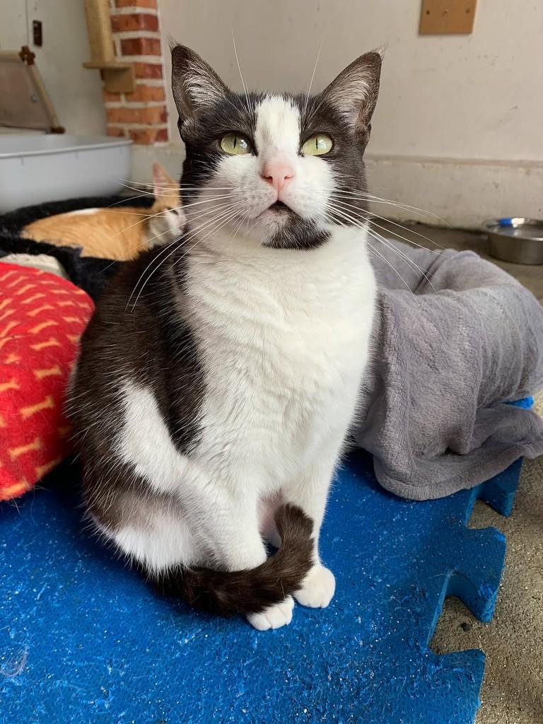 Laurinha, gata de porte pequeno para adoção em Rio do Sul - SC
